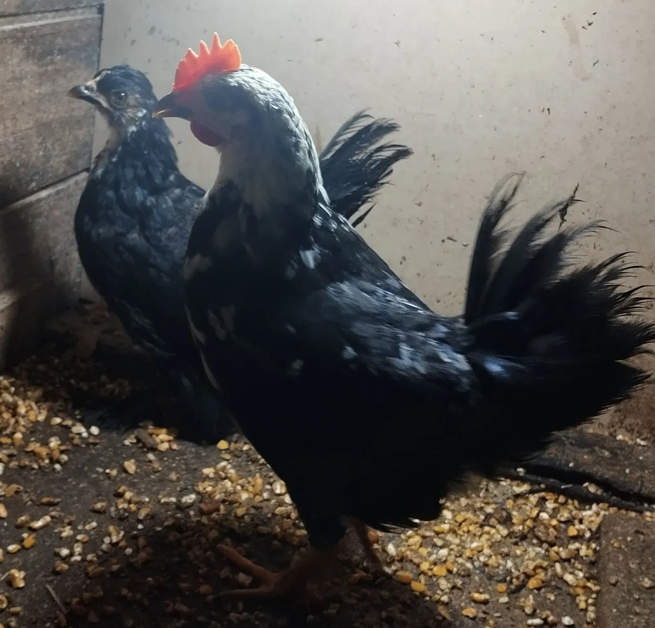 Casal de mini garnizé