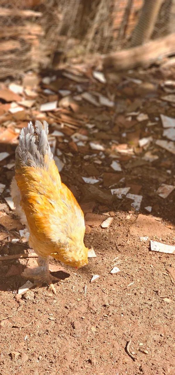 Frango Brahma Macho Puro!!! - Foto 5