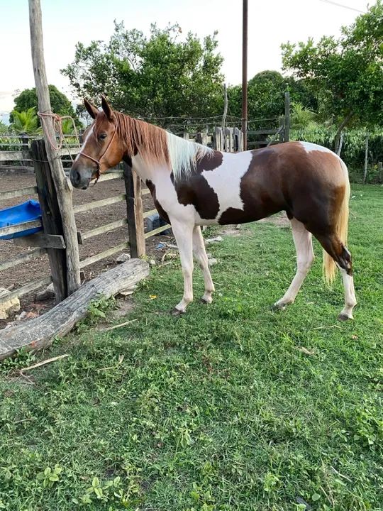 Potra mangalarga - Foto 3