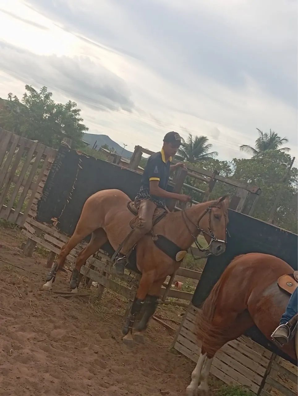 Égua para vender - Foto 3