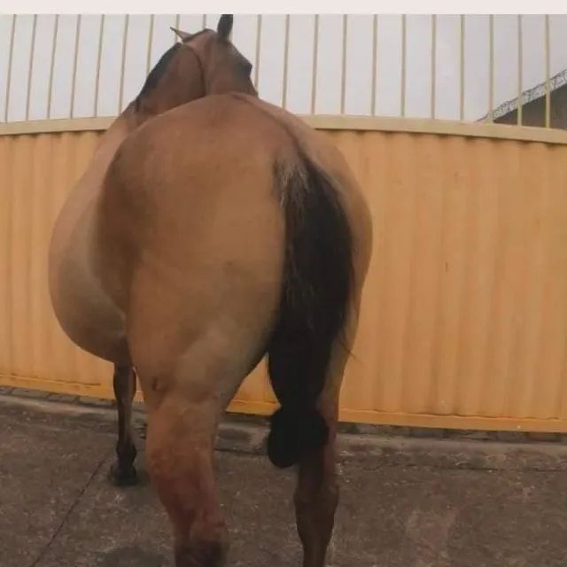 Égua Prenha Campolina / Mansa / Barato! Campos dos Goytacazes Rj  - Foto 2