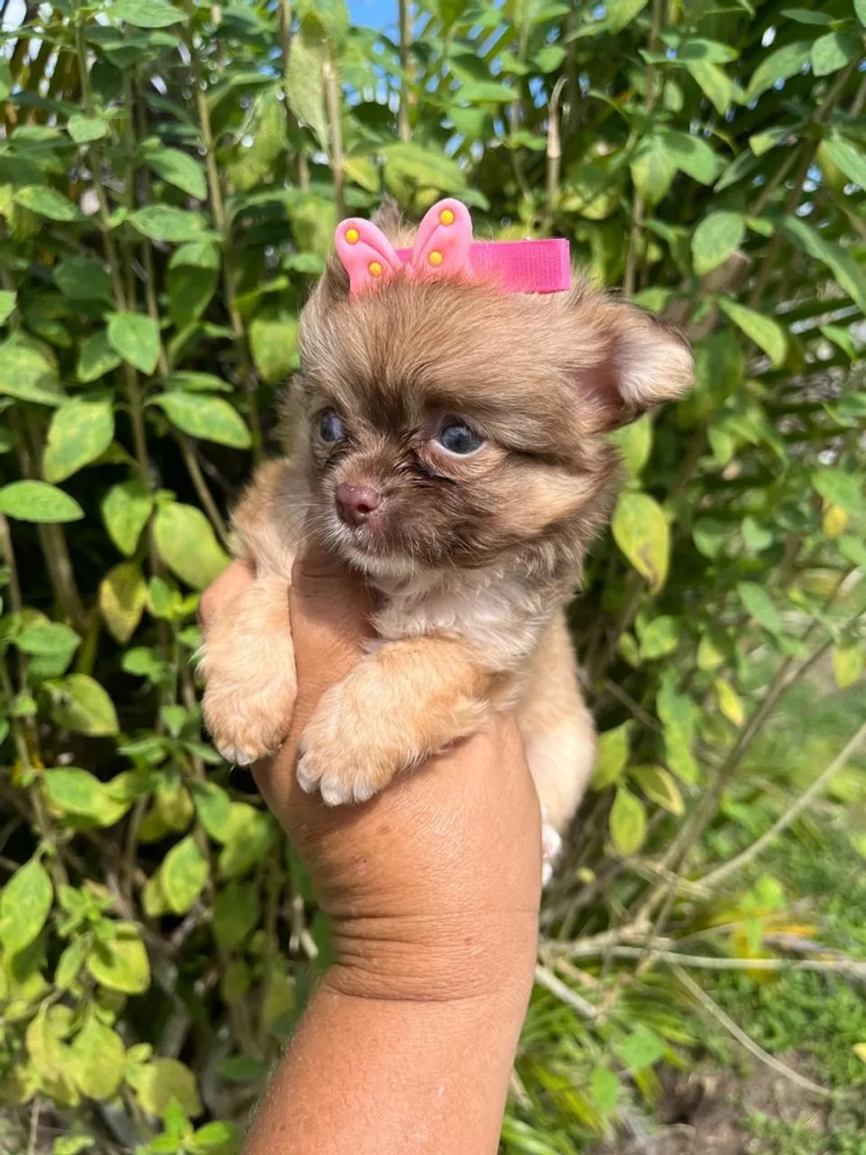 Fêmea chihuahua disponível a pronta entrega!