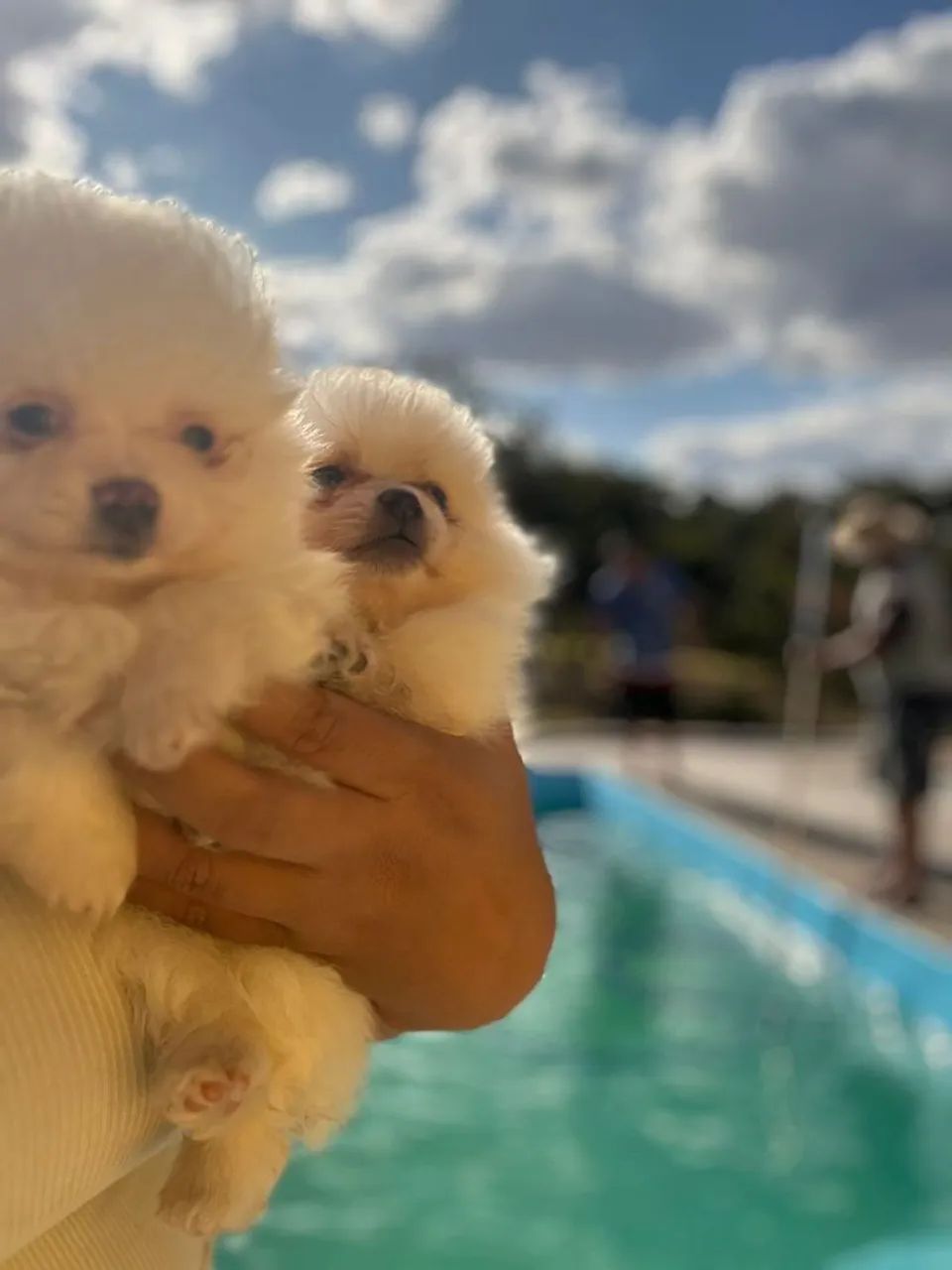 Filhotes de lulu da pomerania anão 