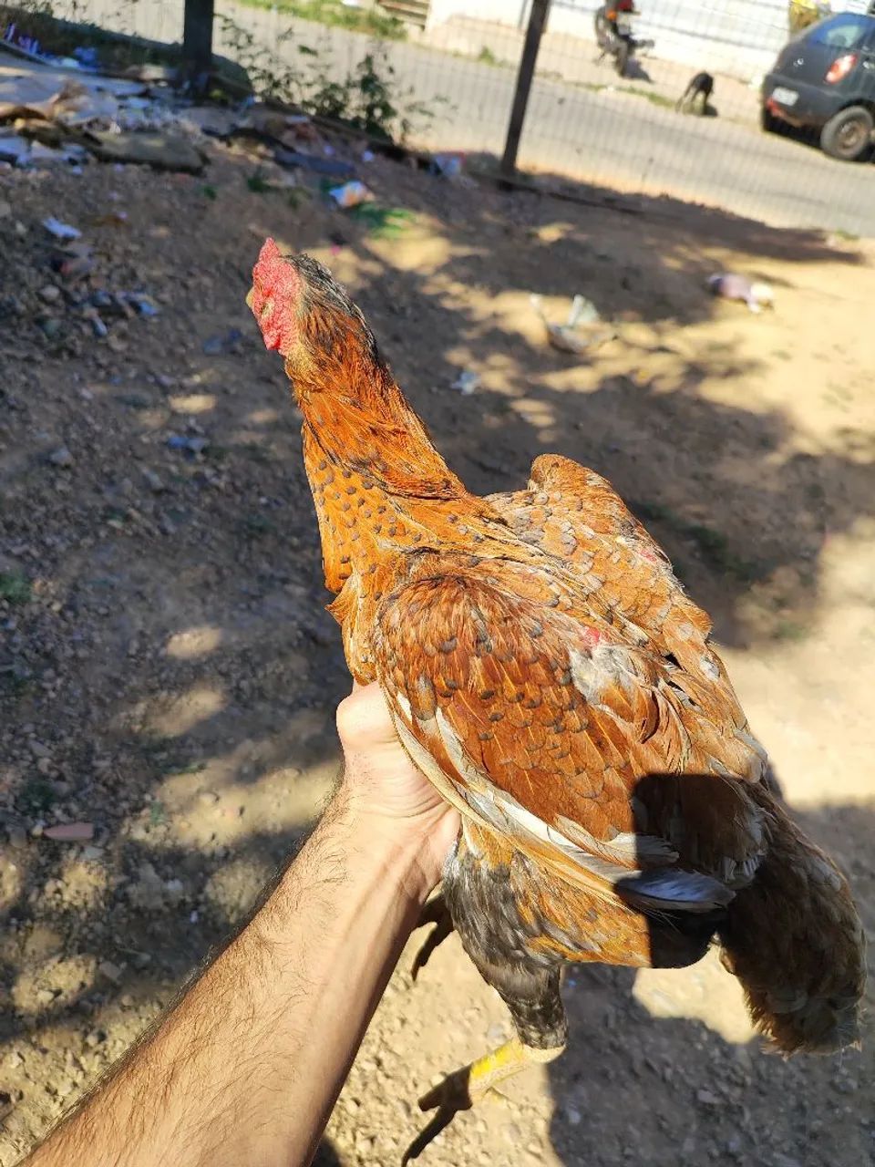 Galinha india - Foto 3