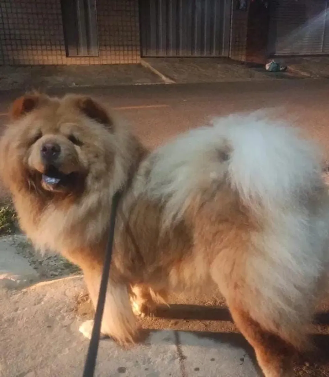 Chow-Chow a venda