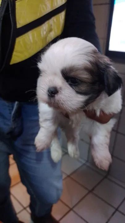 Filhote Shih Tzu - macho alto padrão  - Foto 2