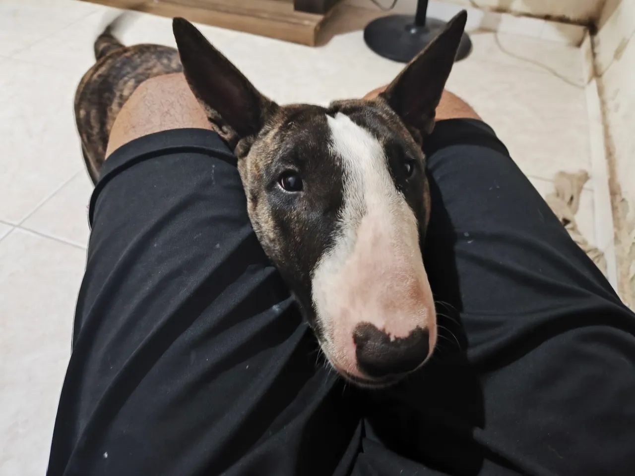 Bull terrier  - Foto 5