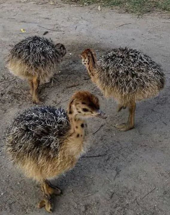 DOA-SE FILHOTES DE AVESTRUZ COM URGÊNCIA  - Foto 2