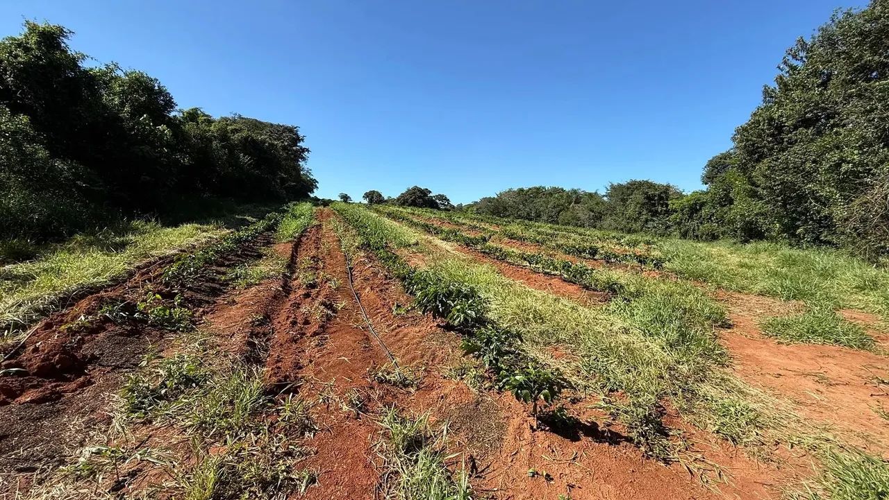 Lindo sítio produtivo a venda em Jacutinga -MG - Foto 3