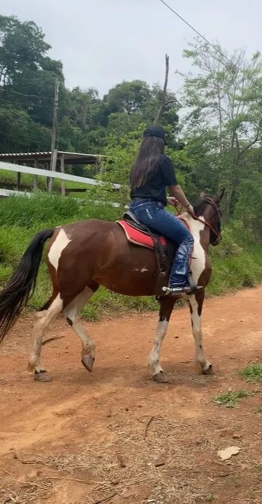 Égua para venda ou rolo - Foto 2