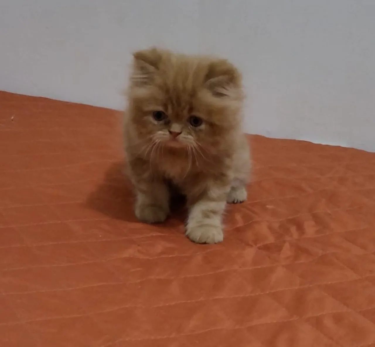 Gatinho Persa com olhos azuis - Foto 2