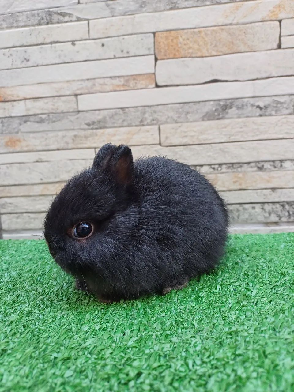 Coelho anão * Netherland Dwarf * - Foto 3