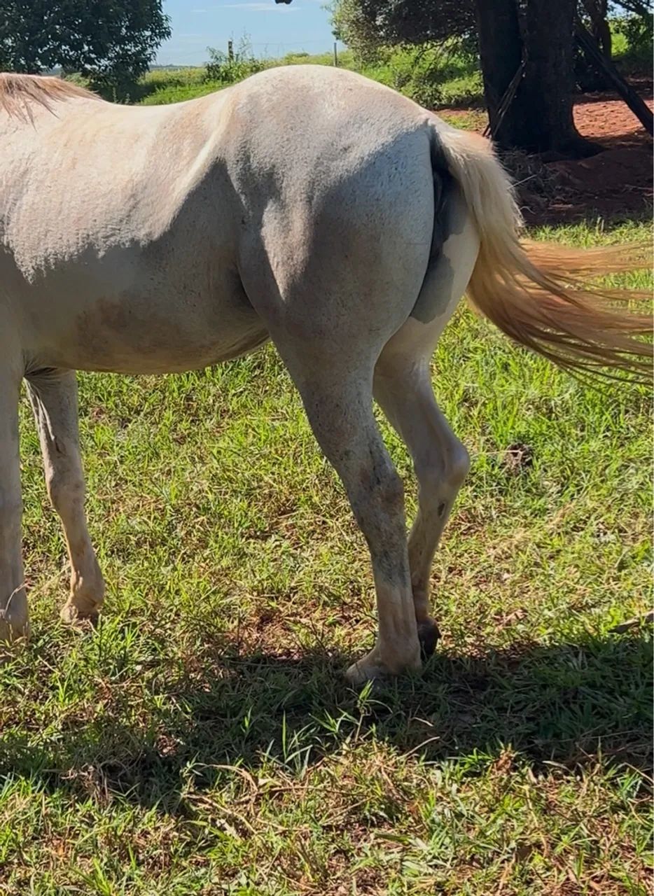 Égua QM Tordilha Malhada à venda - Foto 4