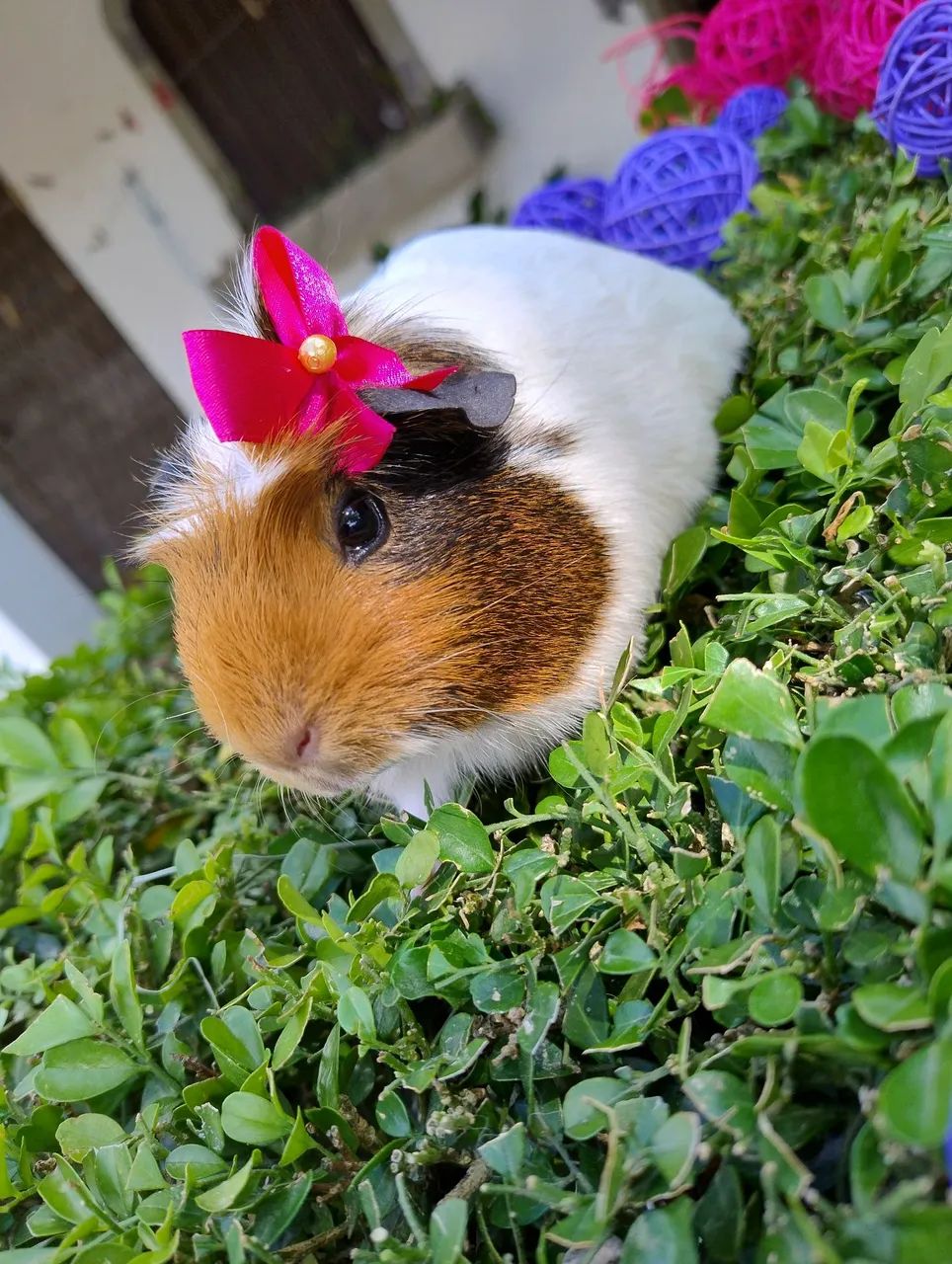 Porquinho da índia disponível  - Foto 6