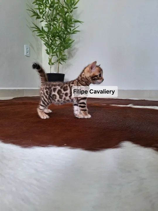 Bengal Cat Fêmea 