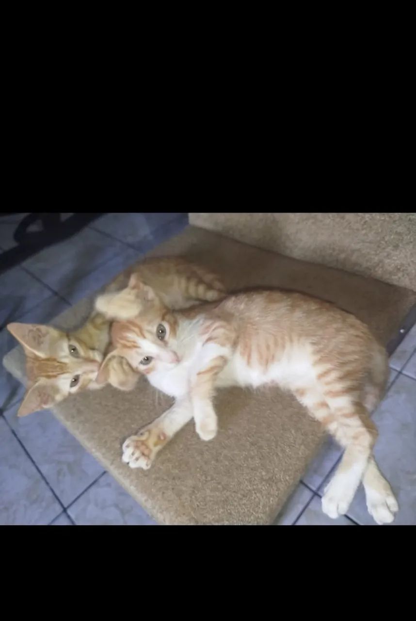 Doação de gatinhos - Foto 2