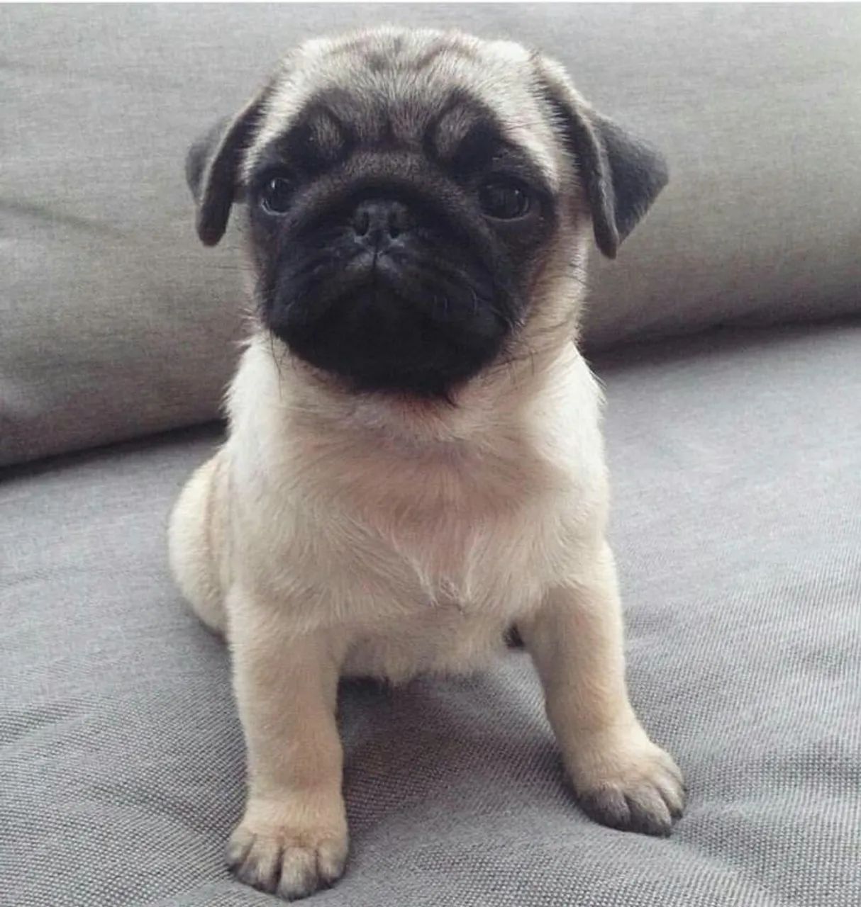 Filhote de Pug Macho e Fêmea Porte Pequeno Vacinados  - Foto 3