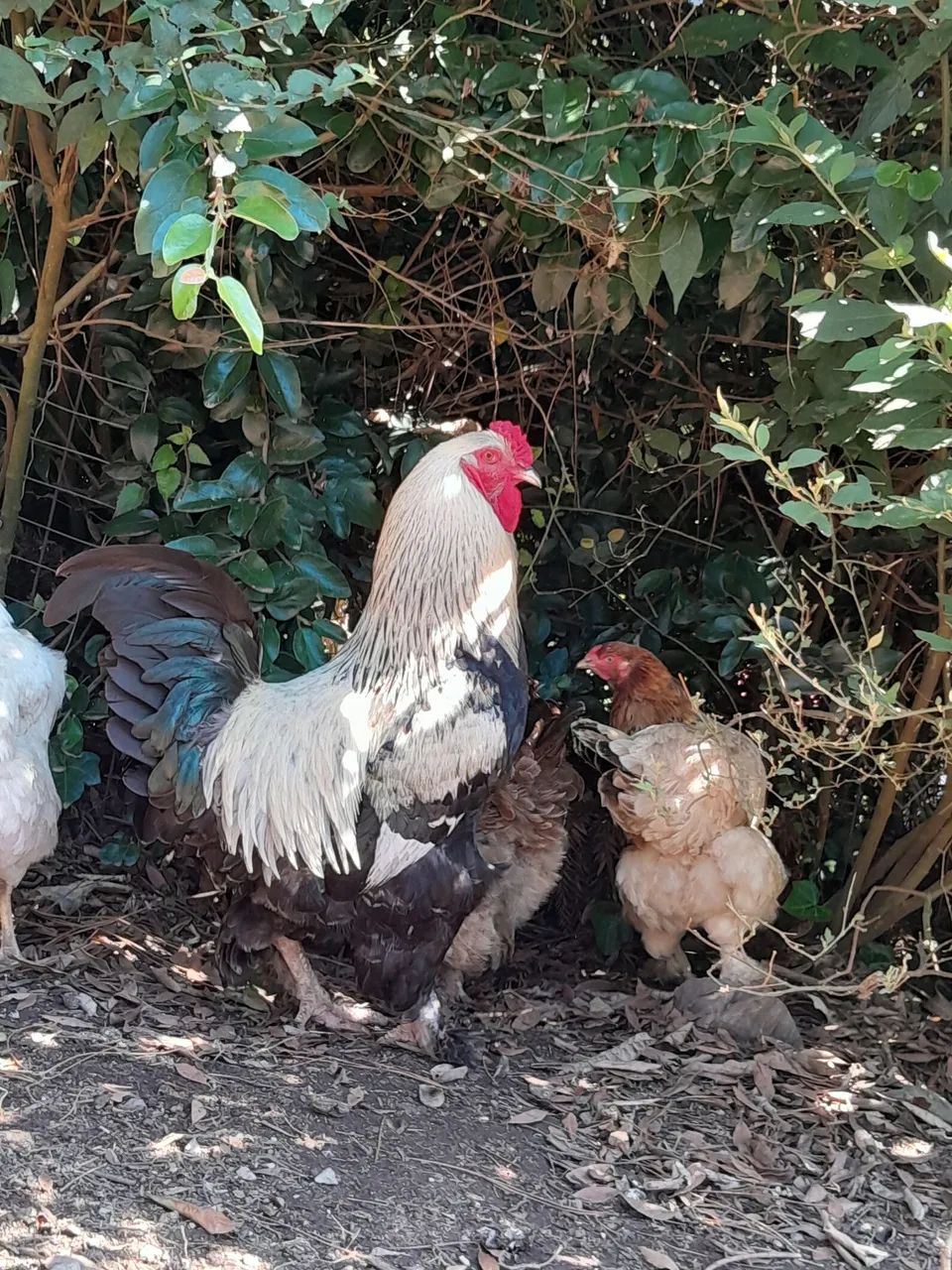 Pintinhos Brahma - Foto 5