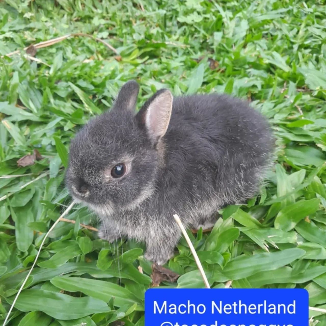 Vendo mini coelho com gaiola e acessórios 