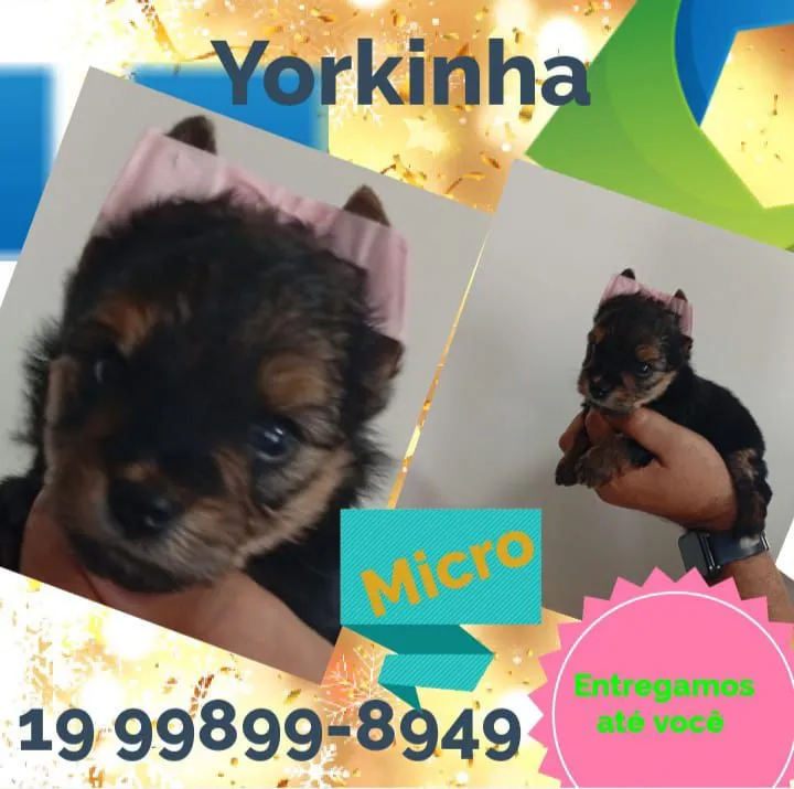 Yorkinha do amor - Entregamos até você!