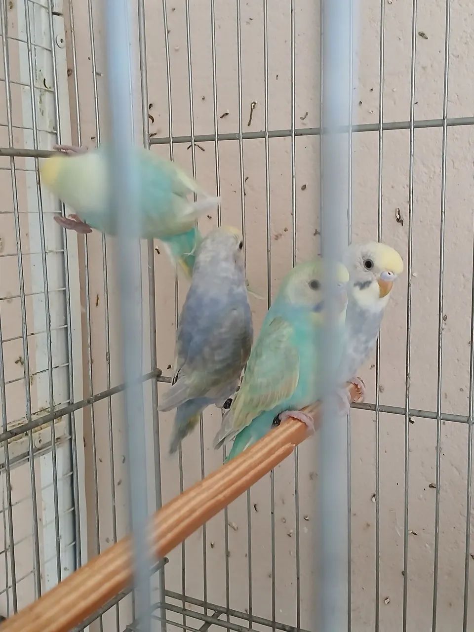 Bebedouro64304560563075120