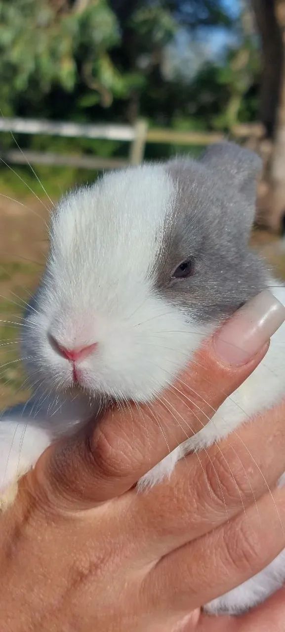 Coelho Mini Rex Holandês Branco e Cinza