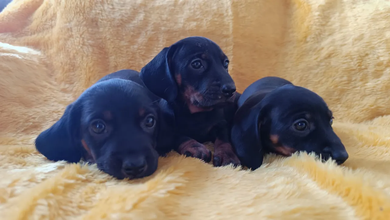 Filhotes de Dachshund (Salsicha)