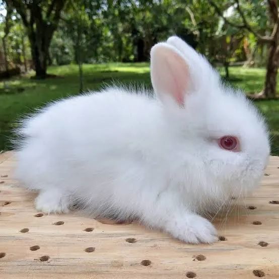 Filhotes de Coelhos Mini Lions - Foto 2