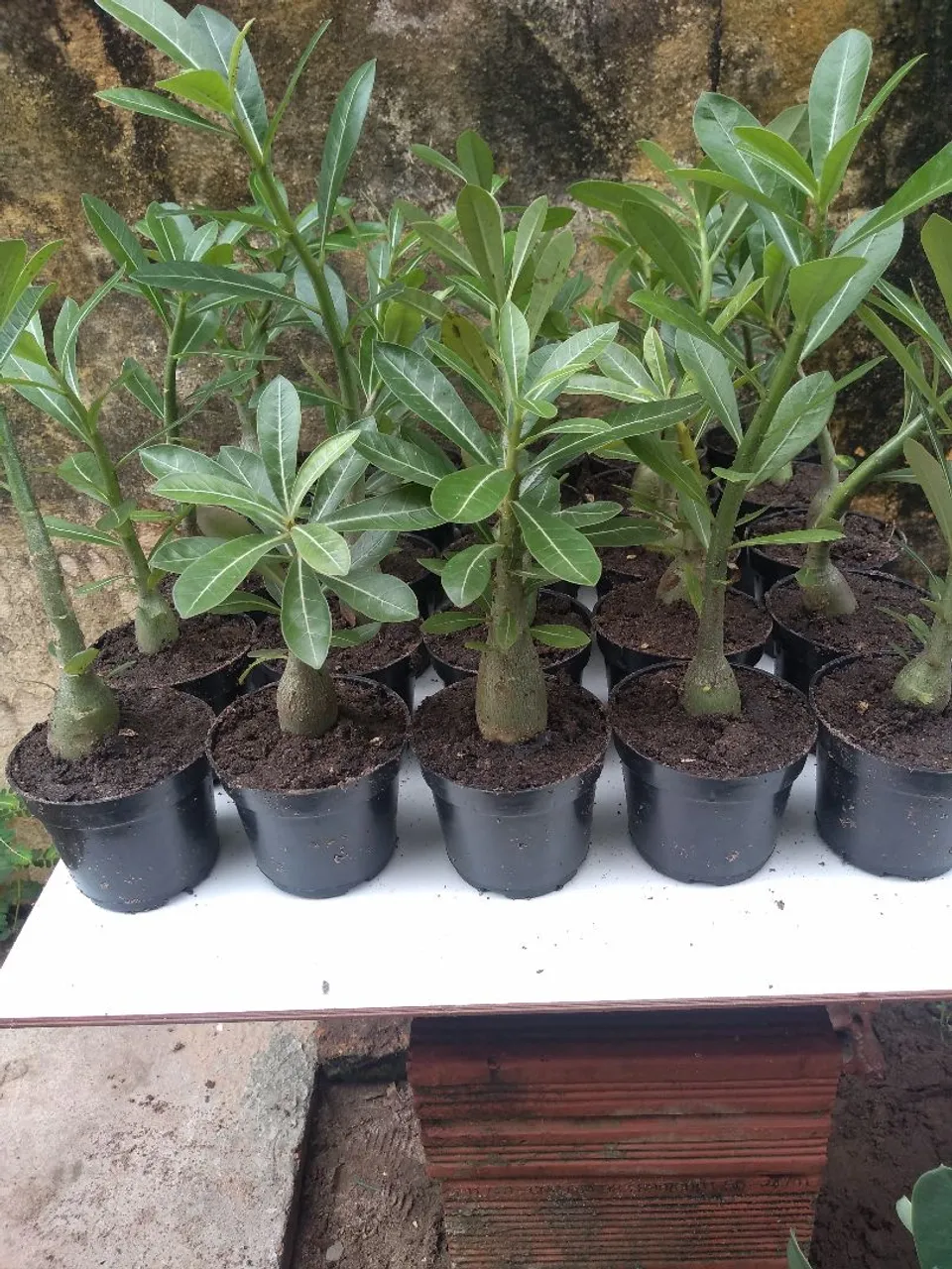 Mudinhas de Rosa do Deserto - Lindas e Fortes!