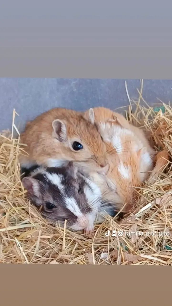 Esquilo da mongólia  GERBIL - Foto 2