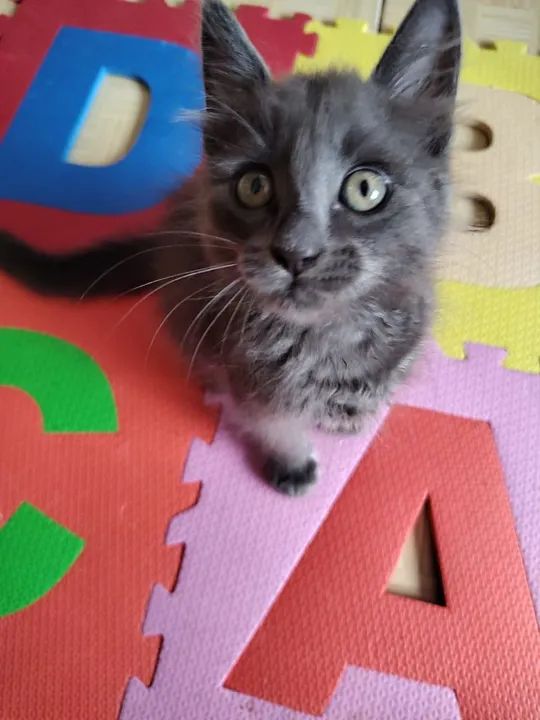 Russiano BLUE lindos  - Foto 2