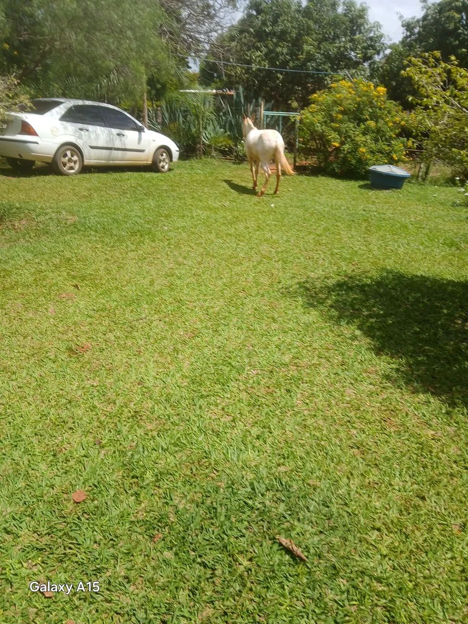 Burro branco manso - Foto 2