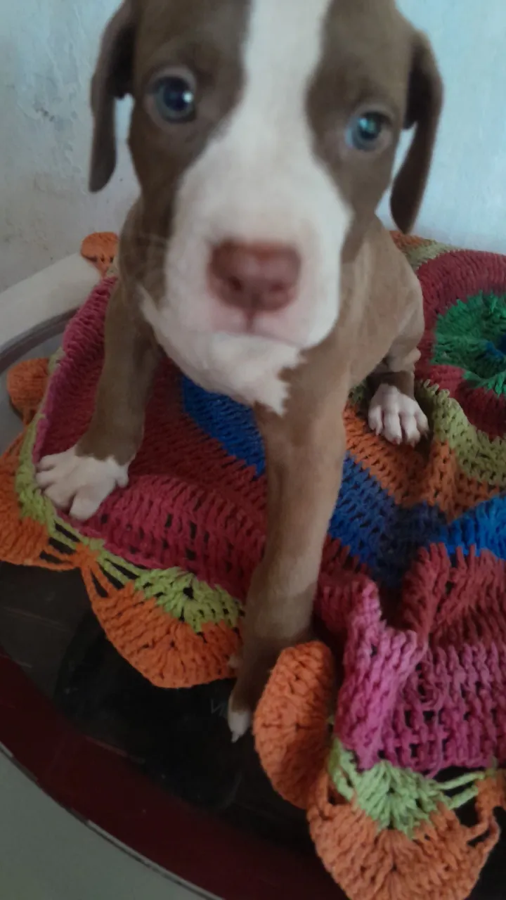 Estou vendendo este filhote de pitbull femia 1 mês e 20 dias