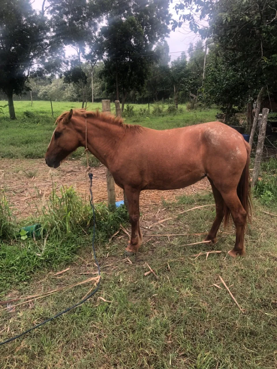 Égua + carroça + charrete .