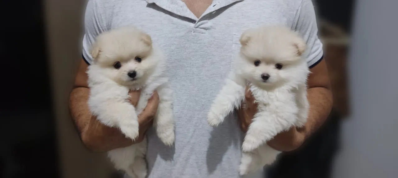 Dois filhotes de Spitz Alemão