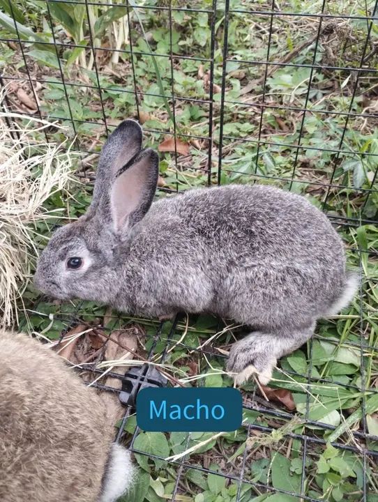 Coelhos com 5 meses - Foto 3