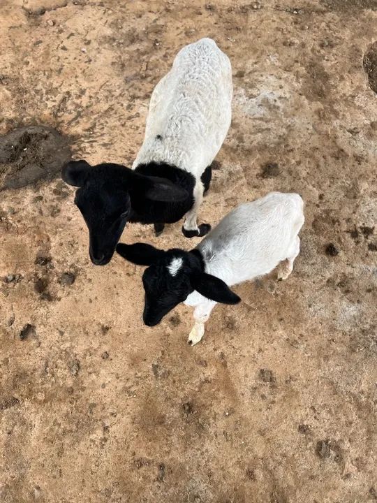 Vendo filhotes de carneiro.