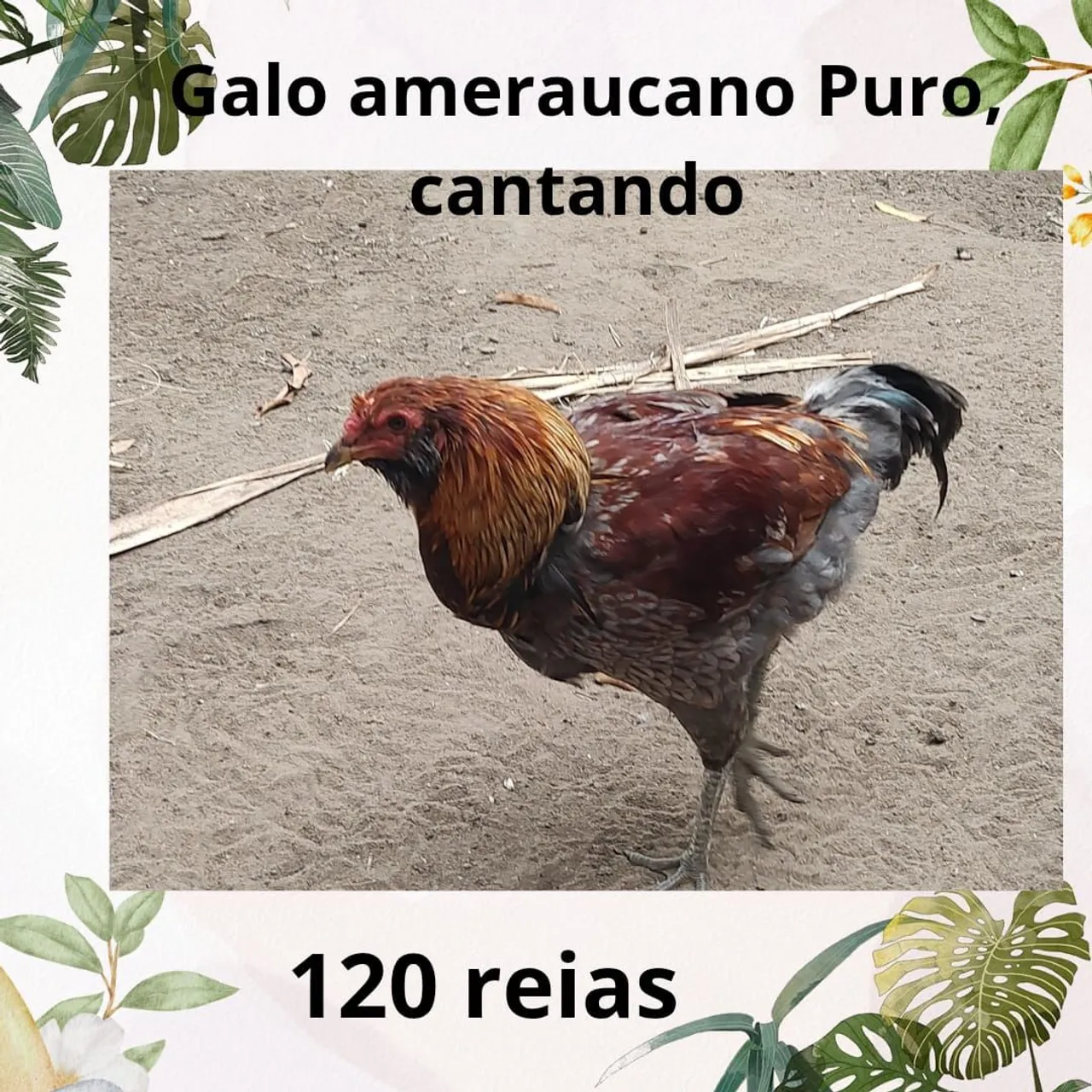 Galinhas e galos