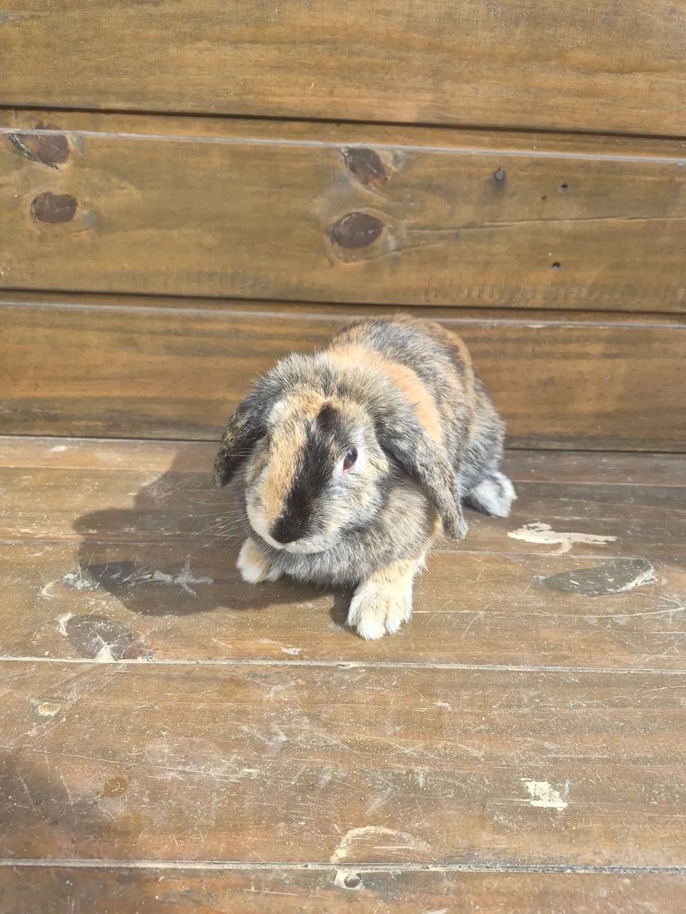 Coelha Mini Lop