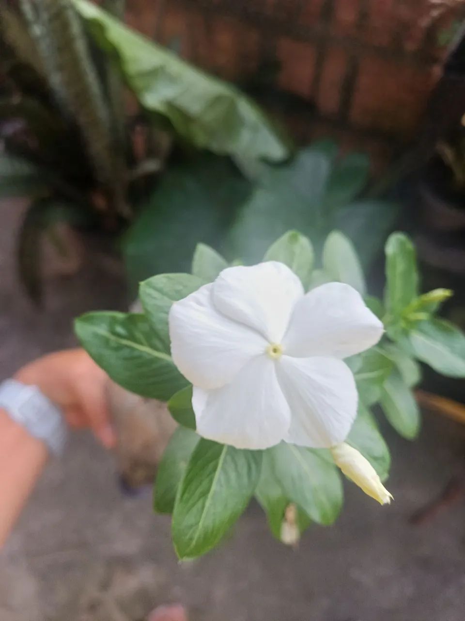 Plantas e mudas de Vinca 