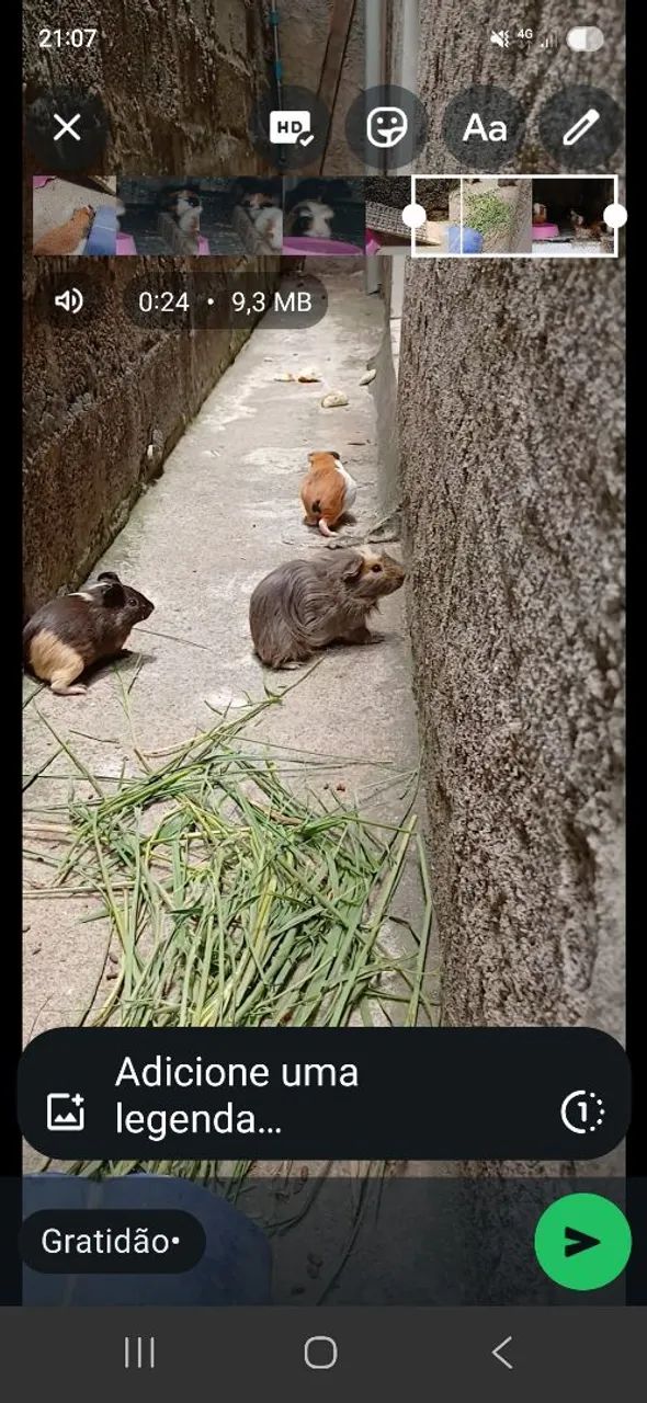 Vendo porquinho da india  - Foto 4