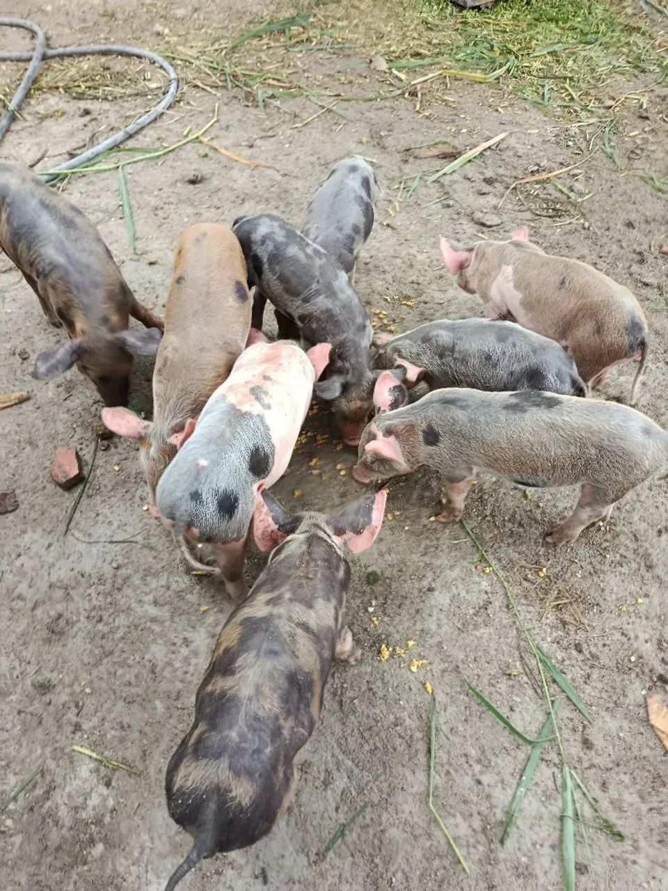 Porcos  - Foto 2