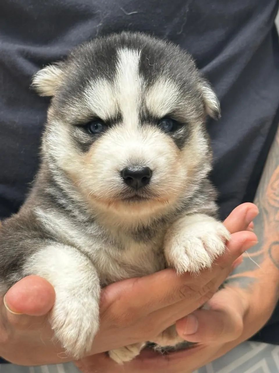 Filhote Husky Siberiano (Lobo), autêntico e puro.