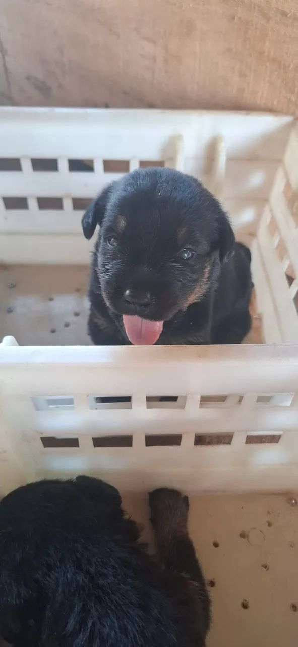 Filhotes de Hottweiler - Foto 5