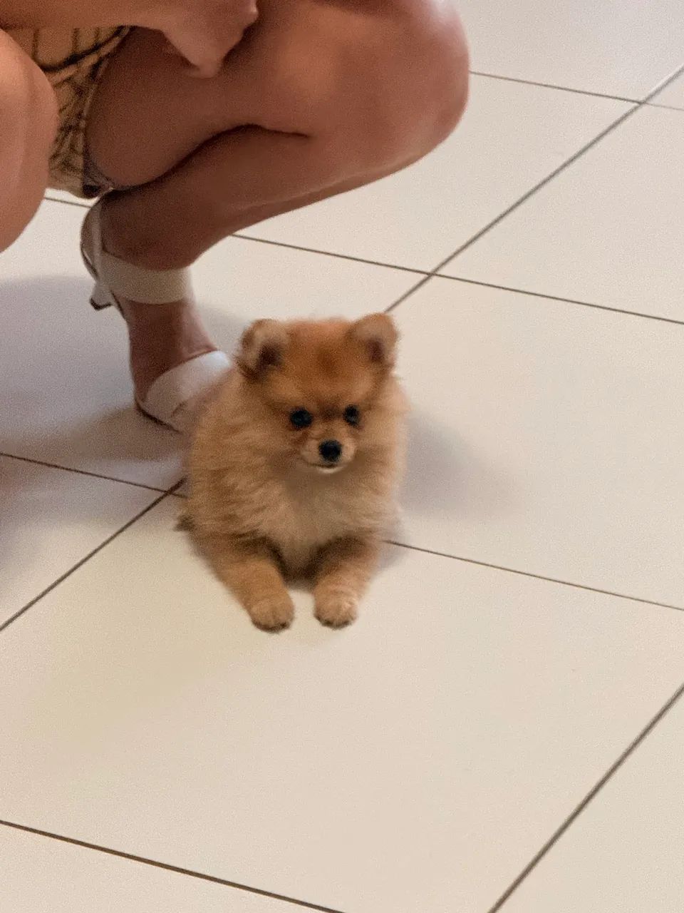 Filhote de Spitz Alemão tipo raposinha - Foto 3