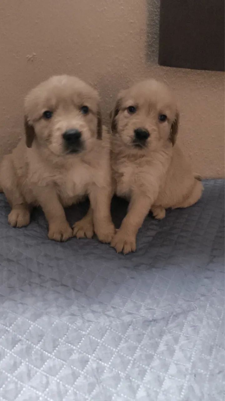 Golden Retriever Ideal Para Famílias e Crianças