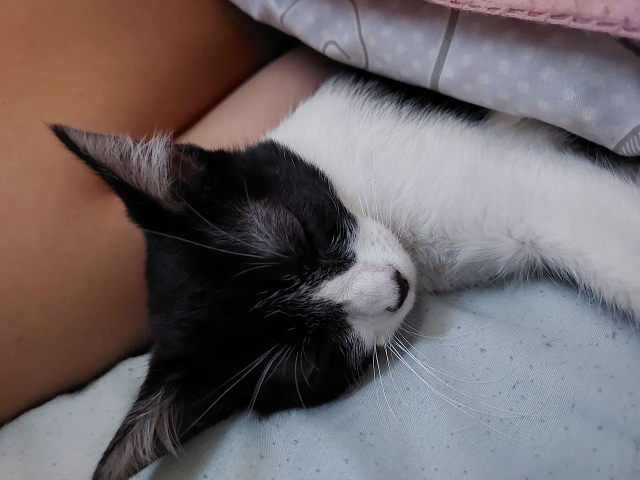 Doação de gatinha 