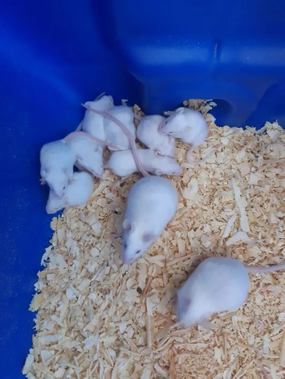 Camundongos Branco  - Foto 3