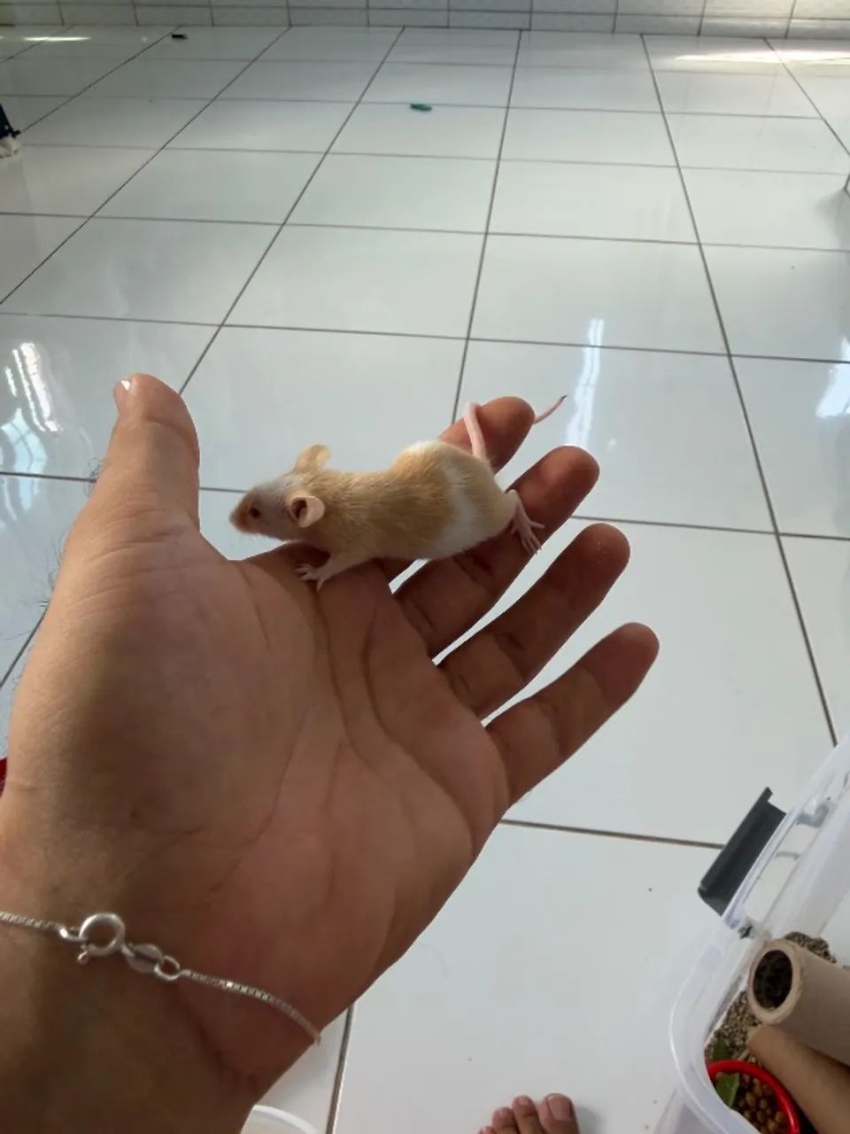 Camundongos  - Foto 4