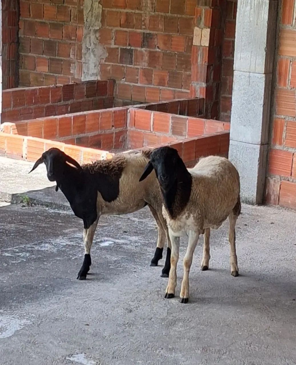Ovelha Doper com Santa Inês  - Foto 3